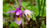 Two delicate wildflowers with pink and white petals surrounded by green leaves and grass