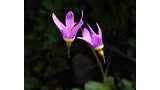 Two delicate purple wildflowers with yellow and white bases on slender stems against a dark blurred background