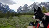 black and white dog looking out of a red vehicle window at a vast green field with scattered shrubs and towering snow-capped mountains under a cloudy sky