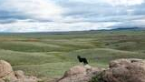 Black and white dog standing on rocky terrain overlooking vast, rolling green hills under a cloudy sky