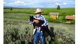 Man wearing a cowboy hat and plaid shirt holding a black and white border collie in a grassy rural area with cabins and mountains in the background
