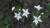 Small white wildflowers with slender petals growing in soil with some green leaves around