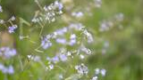 Delicate light purple wildflowers with small petals growing on thin green stems in a grassy meadow