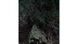 Moss-covered rock and tree trunk in a shaded forest area with pine needles and branches