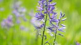 Close-up of purple-blue wildflowers standing amidst bright green grass