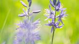Delicate purple flowers with green stems against a blurred green and yellow background
