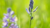 Close-up of delicate purple-blue flowers with a soft green background of grass and foliage