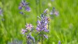 delicate purple wildflowers blooming in a green grassy field with a bee collecting nectar on one of the flowers