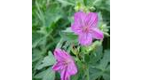 Two vibrant pink wildflowers with purple veins among green foliage