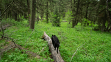 black dog walking on a fallen tree trunk in a dense green forest