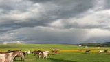 Horses running and grazing in a large green pasture under a cloudy sky with sunlight breaking through