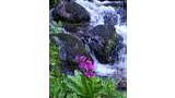 Purple wildflowers growing beside flowing water cascading over moss-covered rocks