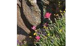 Pink and yellow wildflowers growing beside large textured rocks casting shadows