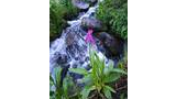 Pink wildflowers growing next to a rocky mountain stream with flowing water surrounded by green plants