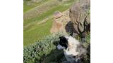 black and white border collie resting beside a large rock on a grassy mountainside overlooking a green alpine basin with wildflowers and shrubs