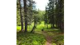 Two border collies on a trail in a forest clearing with green bushes and tall pine trees under a partly cloudy sky
