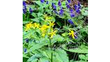 Cluster of tall wildflowers with bright yellow and deep purple petals surrounded by green foliage and forest floor