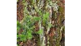 Lichens and moss growing on the rough, decaying surface of fallen tree bark surrounded by pine needles and small green conifer branches