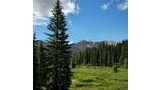 tall evergreen tree in foreground with dense green shrubs and trees in a mountain basin under a bright blue sky with scattered clouds and rugged rocky peaks in the background