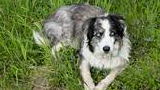 Border collie with blue eyes lying in green grass looking up