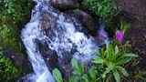 Fast-flowing mountain stream with moss-covered rocks and green vegetation, including two pink wildflowers near the water's edge
