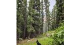 Black and white border collie sitting attentively on green grass surrounded by tall pine trees with a cloudy sky overhead