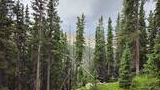 Dense evergreen forest on a hillside with a mountain peak visible through the trees under a cloudy sky