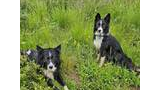 Two black and white border collies resting and sitting in a lush green meadow with wildflowers and tall grass