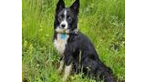 Wet black and white border collie sitting attentively in green meadow grass with small yellow flowers