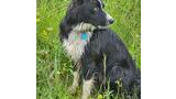 Wet black and white border collie with a blue tag sitting attentively in tall green grass with small yellow and white flowers