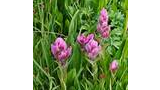 Cluster of vibrant pink wildflowers with green leaves growing closely together in a grassy alpine meadow