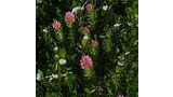 Close-up of green foliage with several pink clustered flowers and one purple flower with a yellow center