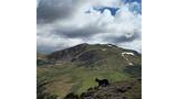 black and white border collie standing on a rocky ridge overlooking a grassy mountain slope with patches of snow under a cloudy sky