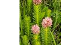 Clusters of pink and white flowers atop tall, bright green leafy stalks surrounded by grass and various green foliage