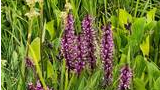 cluster of purple wildflowers surrounded by green broad leaves and tall grass