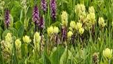 Cluster of various wildflowers including tall yellow blooms and purple orchids growing in green meadow grass