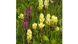 Cluster of tall yellow and purple wildflowers surrounded by green leaves and grass in a meadow