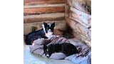 Two black and white dogs resting on a sleeping bag inside a rustic wooden cabin with a small window letting in light