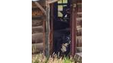 black and white border collie standing in the open doorway of a rustic log cabin surrounded by tall grass