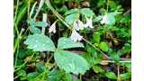 Small delicate pale pink flowers with bell-shaped petals hanging downward, surrounded by green leaves with water droplets
