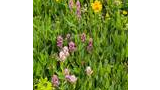 Cluster of wildflowers with tall green leaves, featuring yellow and pink blooms in a dense natural setting