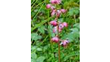 Close-up of a slender plant stem with clusters of small pink and white flowers surrounded by green grass and foliage