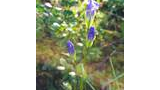 Tall slender stems with small purple and white tubular flowers growing among grass and leafy plants in a sunlit natural setting
