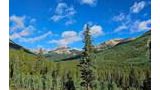 Tall evergreen trees in a forested mountain valley with a bright blue sky and scattered clouds above