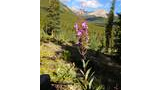 Tall purple wildflower with narrow leaves in a mountainous forest clearing under a partly cloudy blue sky