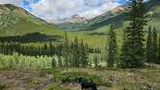 black and white border collie standing in a grassy alpine meadow with tall evergreen trees and mountainous landscape under a partly cloudy blue sky