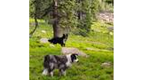 Two Border collies standing on green alpine vegetation near tall evergreen trees and rocky terrain in a mountainous area