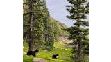 Two black and white dogs standing on lush green grass surrounded by tall evergreen trees with rocky terrain and a mountain slope in the background under a cloudy sky