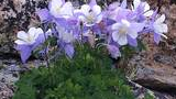 Cluster of light purple and white columbine flowers growing among rocky terrain with green leaves