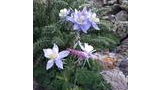 Cluster of delicate light purple and white alpine flowers surrounded by green foliage and rocky terrain